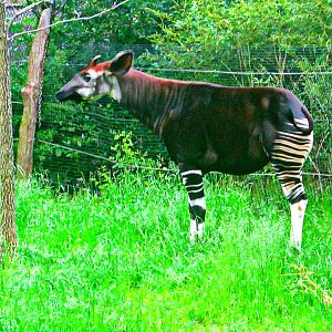May 2013 - Rhino Reserve - Okapi