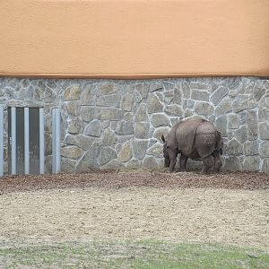 Indian rhino (Rhinoceros unicornis)