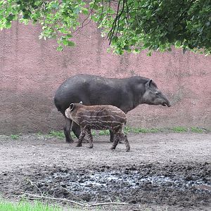 South American tapir (Tapirus terrestris)