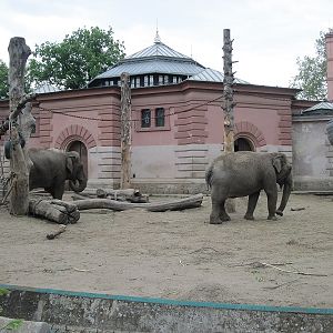 Asian elephant (Elephas maximus)