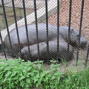Pygmy hippopotamus (Choeropsis liberiensis)