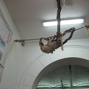 Southern two-toed sloth (Choloepus didactylus)