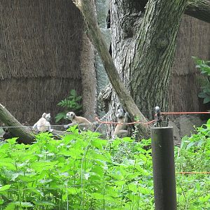 Ring-tailed lemur (Lemur catta)