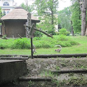 Ring-tailed lemur (Lemur catta)