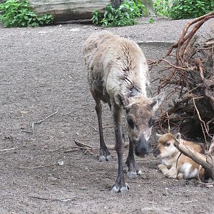 Reindeer (Rangifer tarandus)
