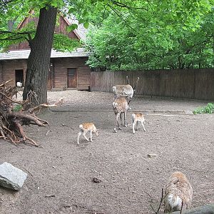 Reindeer (Rangifer tarandus)