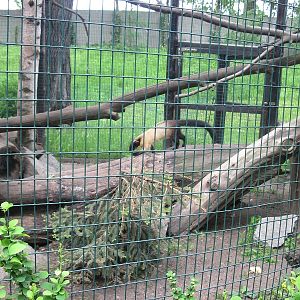 Yellow-throated marten (Martes flavigula)