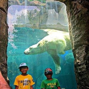 May 2013 - Lords of the Arctic - Polar Bear