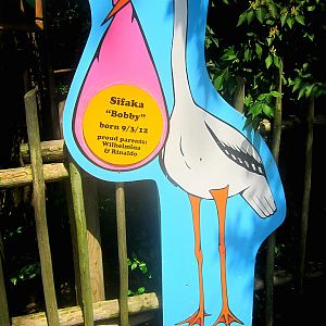 May 2013 - Jungle Trails - Zoo Babies - Sifaka