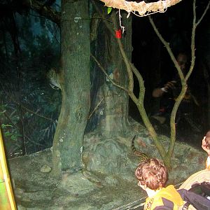 May 2013 - Jungle Trails - Large-spotted Genet Exhibit