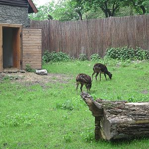 Visayan spotted deer (Rusa alfredi)