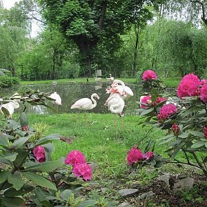 Greater flamingo (Phoenicopterus roseus)