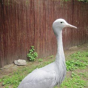 Blue crane (Anthropoides paradiseus)
