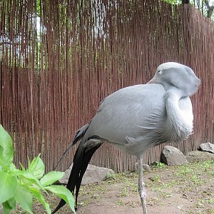 Blue crane (Anthropoides paradiseus)