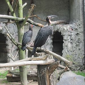Southern ground hornbill (Bucorvus leadbeateri)