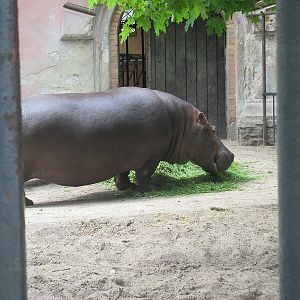 Hippopotamus (Hippopotamus amphibius)