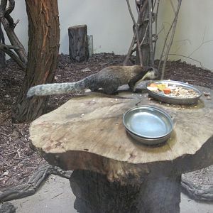 Black giant squirrel (Ratufa bicolor)