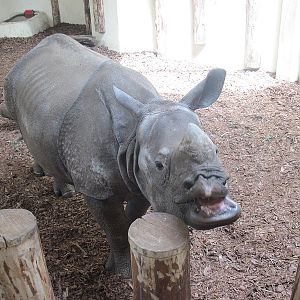 Indian rhino (Rhinoceros unicornis)