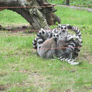 Ring-tailed lemur (Lemur catta)