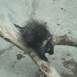 North American porcupine (Erethizon dorsatum)