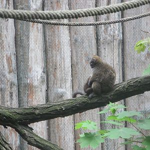 Lac Alaotra bamboo lemur (Hapalemur alaotrensis) - mother and baby