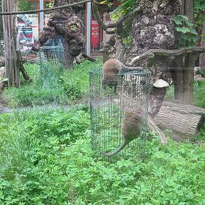 Lac Alaotra bamboo lemur (Hapalemur alaotrensis)