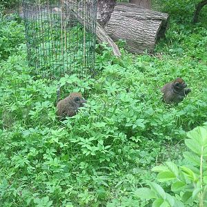 Lac Alaotra bamboo lemur (Hapalemur alaotrensis)
