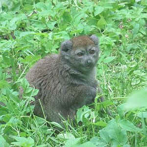 Lac Alaotra bamboo lemur (Hapalemur alaotrensis)