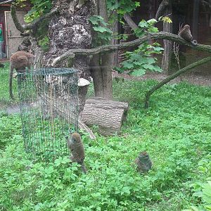 Lac Alaotra bamboo lemur (Hapalemur alaotrensis)