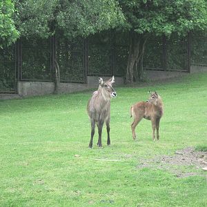 Waterbuck (Kobus ellipsiprymnus)
