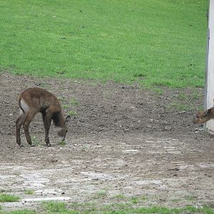 Waterbuck baby and sitatunga