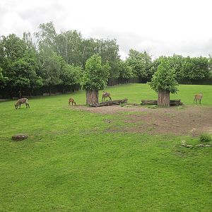 Waterbuck (Kobus ellipsiprymnus)