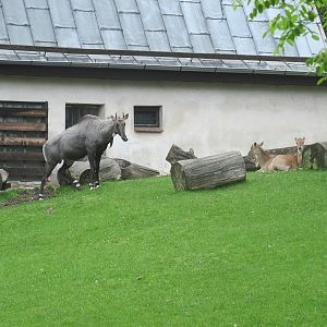 Nilgai (Boselaphus tragocamelus)