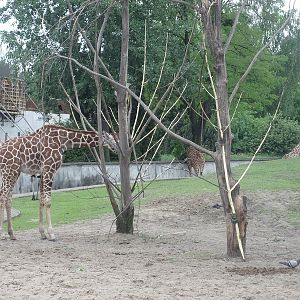 Reticulated giraffe (Giraffa camelopardalis reticulata)