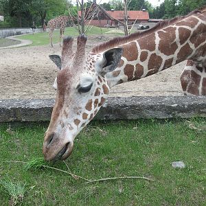 Reticulated giraffe (Giraffa camelopardalis reticulata)