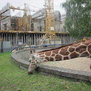 Reticulated giraffe (Giraffa camelopardalis reticulata)