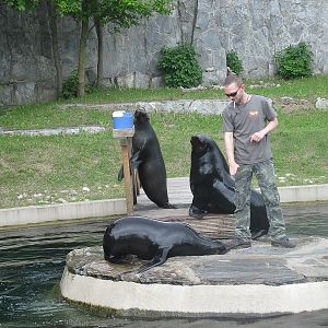 Brown fur seal (Arctocephalus pusillus)