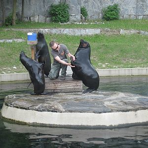 Brown fur seal (Arctocephalus pusillus)