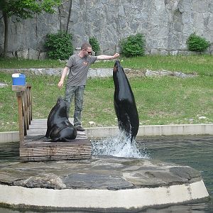 Brown fur seal (Arctocephalus pusillus)