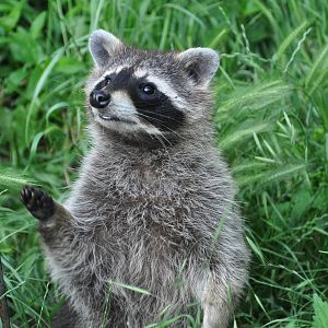 Raccoon/ Procyon lotor