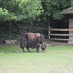 Domestic yak/ Bos grunniens grunniens
