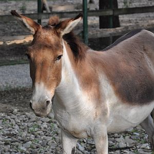Eastern kiang/ Equus kiang holdereri