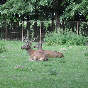 Red deer/ Cervus elaphus hippelaphus