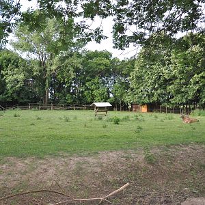 Red deer exhibit