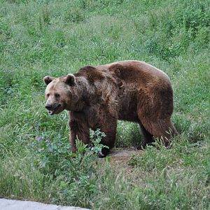 European brown bear/ Ursus arctos arctos