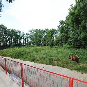 European brown bear exhibit