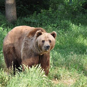 European brown bear/ Ursus arctos arctos