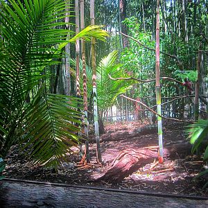 May 2013 - Jungle Trails - Congo Peafowl Exhibit