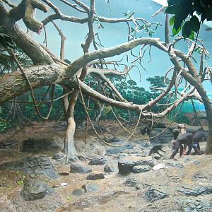 May 2013 - Jungle Trails - Indoor Bonobo Exhibit