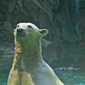 May 2013 - Lords of the Arctic - Polar Bear